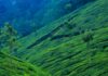 Munnar – The Queen of Kerala’s Hill Stations