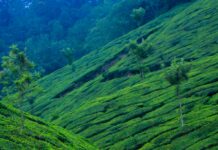 Munnar – The Queen of Kerala’s Hill Stations